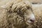 Head Cornish Sheep Cornwall