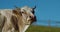 Head of cow against clear blue sky, close up. Domestic dairy cow pasture on meadow on mountain hill. Domestic cattle. Natural milk