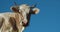 Head of cow looking at camera. Dairy cow against clear blue sky. Cow grazing on pasture. Domestic animal. Domestic cattle. Livesto