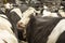 The head of a cow in a milking parlor machine squeezes between other cows in a stable