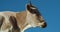 Head of cows on blue background on dairy farm. Cow looking into camera, close up shot of head. Livestock farm. Domestic cattle. An