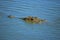 Head of a Crocodile (Crocodilia)