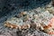 Head of the crocodile fish close-up. Underwater macro photography