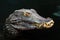 Head of a crocodile Paleosuchus palpebrosus. Dwarf Caiman
