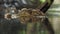 Head of a crocodile Paleosuchus palpebrosus. Dwarf Caiman