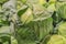 A head of crunchy green cabbage with outside leaves on top of a pile of green cabbages - selective focus