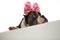 Head of curious lying american bulldog with pink ribbon headband