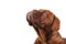 Head of a cute french mastiff looking up