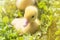 Head of a cute little newborn yellow duckling in green grass. A newly hatched duckling