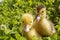 Head of a cute little newborn yellow duckling in green grass. A newly hatched duckling