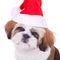 Head of a cute shih tzu santa