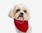 head of cute shih tzu wearing red bandana