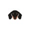 Head Dachshund Dog