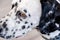 Head of a dalmatian dog