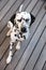 Head of a dalmatian dog
