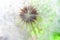Head dandelion and view inside a dandelion