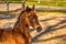 Head of a dark brown foal. outside in the sun. Warmblood, KWPN dressage horse. One week old. wooden fence and grass. animal themes