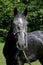 Head of an dark colored lipizzaner foal