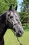 Head of an dark colored lipizzaner foal