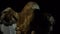 Head of desert eagle bird in the dark Slow motion