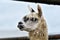 The head detail of cute calm llama with closed eye. Wet furry lama detail.