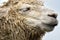 The head detail of cute calm llama with closed eye. Wet furry lama muzzle detail