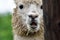 The head detail of cute Lama alpaca. Wet alpaca with open mouth. Smilling furry animal