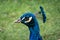 Head detail of peacock. Closeup of the eye and beak