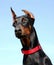 Head of Doberman