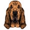 the head of the dog breed Bloodhound vector