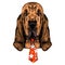 The head of the dog breed Bloodhound vector