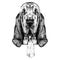 The head of the dog breed Bloodhound vector