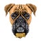 The head of the dog breed boxer dog collar