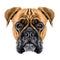 The head of the dog breed boxer dog collar