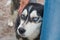 The head of the dog breed husky closeup is pressed against the leg of the girl in jeans, the concept of caring about animals,