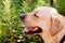 Head of a dog of Labrador breed shot in profile