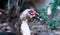 Head of Domestic muscovy duck