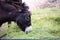 Head of a donkey animal eat food