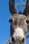 Head of donkey closeup