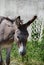 Head of a donkey in a farm