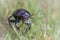 Head on of a Dor beetle (Geotrupes stercorarius) crawling across the grass of an Exmoor moorland