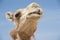 Head of a dromedary camel