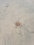 Head of drowned Baby doll on beach sand