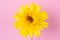 Head of dry strawflower xerochrysum bracteatum flower