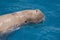 Head of Dugong dugon - marine mammal breathing on the sea surface