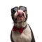 Head of eager american bully with bowtie and sunglasses