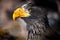 The head of an eagle with a beak in the blood of freshly eaten p