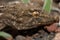 Head of an East Canary gecko Tarentola angustimentalis.