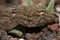 Head of an East Canary gecko Tarentola angustimentalis.