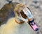 Head of an Egyptian goose Alopochen aegyptiaca